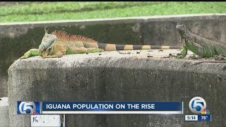 Iguana population on the rise