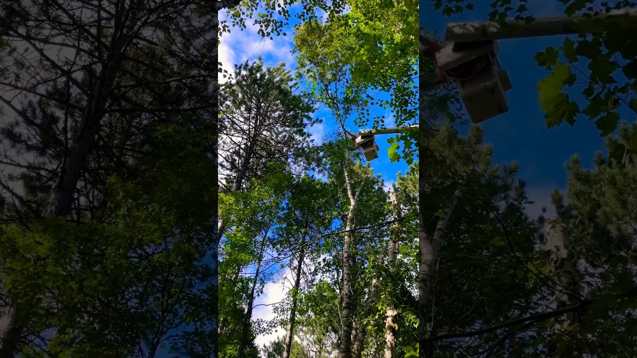 Tree Service Work | #tree #treeremoval #treeservice #treework #ironrange #vermilion #lifestyle #like