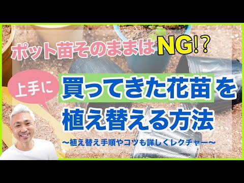 , title : 'ポット苗そのままはNG!?　買ってきた花苗を上手に植える方法'