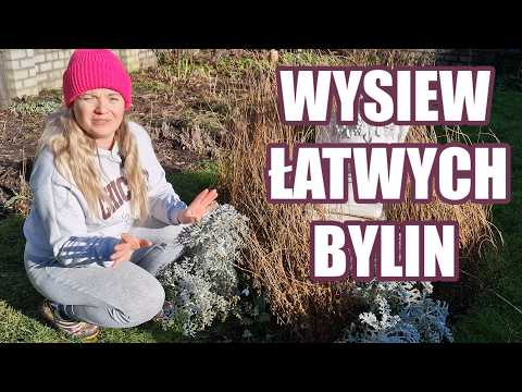 Easy-to-sow perennials that will bloom in a few months🌸🌿