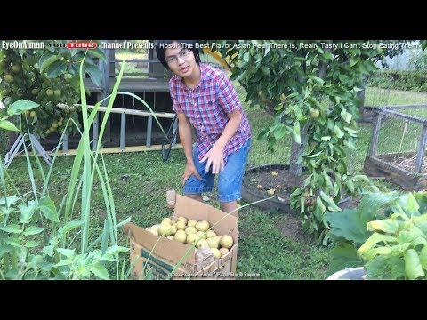 download lagu mp3 mp4 Dwarf Hosui Asian Pear Tree, download lagu Dwarf Hosui Asian Pear Tree gratis, unduh video klip Dwarf Hosui Asian Pear Tree