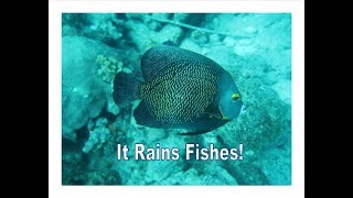 It Rains Fishes!