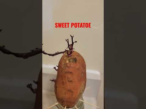 without soil,I could still grow indoor sweet potato using water.