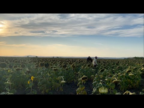 Mert Şenel - Arıyorum Hala (TKR Edit)