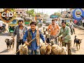 भेड़ो बकरियों को लेकर सड़क पर क्या आना पड़ा CID टीम को || New Episode
