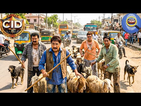 भेड़ो बकरियों को लेकर सड़क पर क्या आना पड़ा CID टीम को || New Episode 