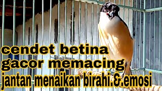 Download lagu cendet betina gacor bikin jantan emosi mp3