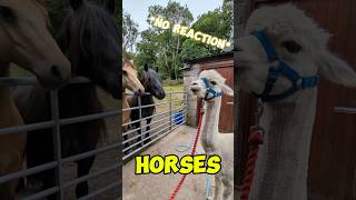 Llama SPITTING at Horses… l (@bardsea.alpacas) l #sports #llama #spit #respect #viral #reels