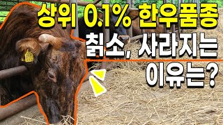 호랑이 닮은 토종한우 칡소, 맛은 좋은데 왜 사라질까?? - Korean native cattle