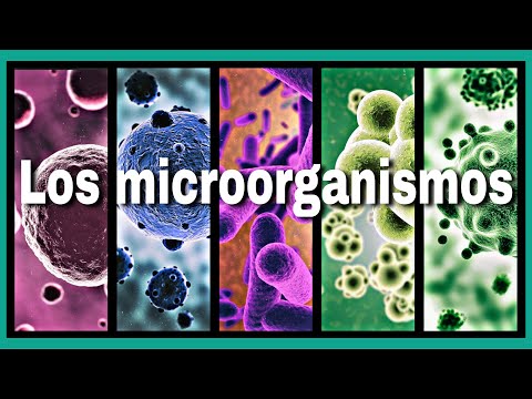 Los microorganismos | edúcame