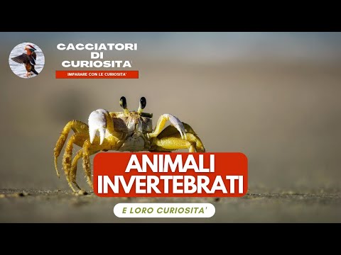 Animali Invertebrati - Per bambini della scuola elementare