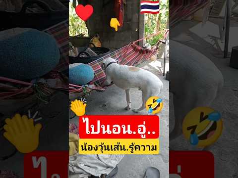 นอนอู่❗#salinaหนูนา#สุนัข#คนรักสุนัข