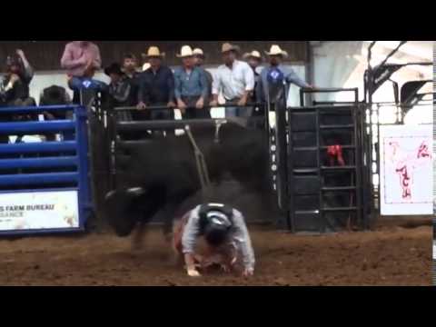 Z68 High Noon - 4 Year Old Bull