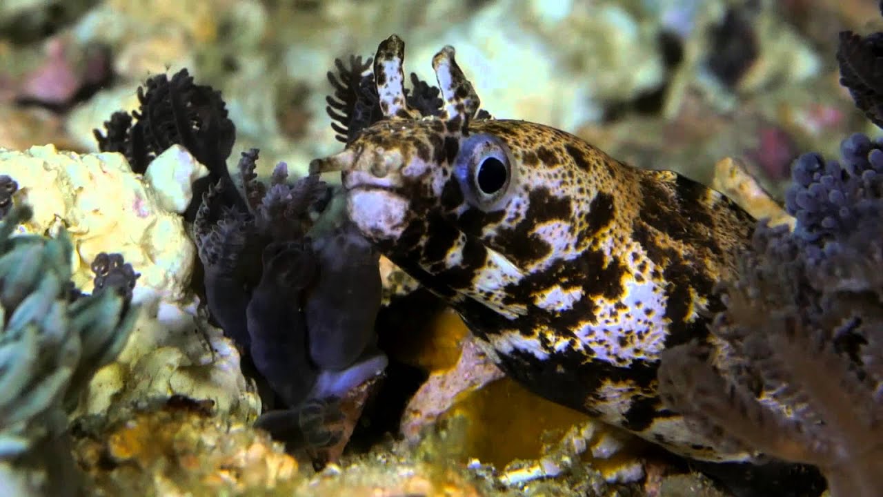 Komodo Odyssey Video facade placeholder