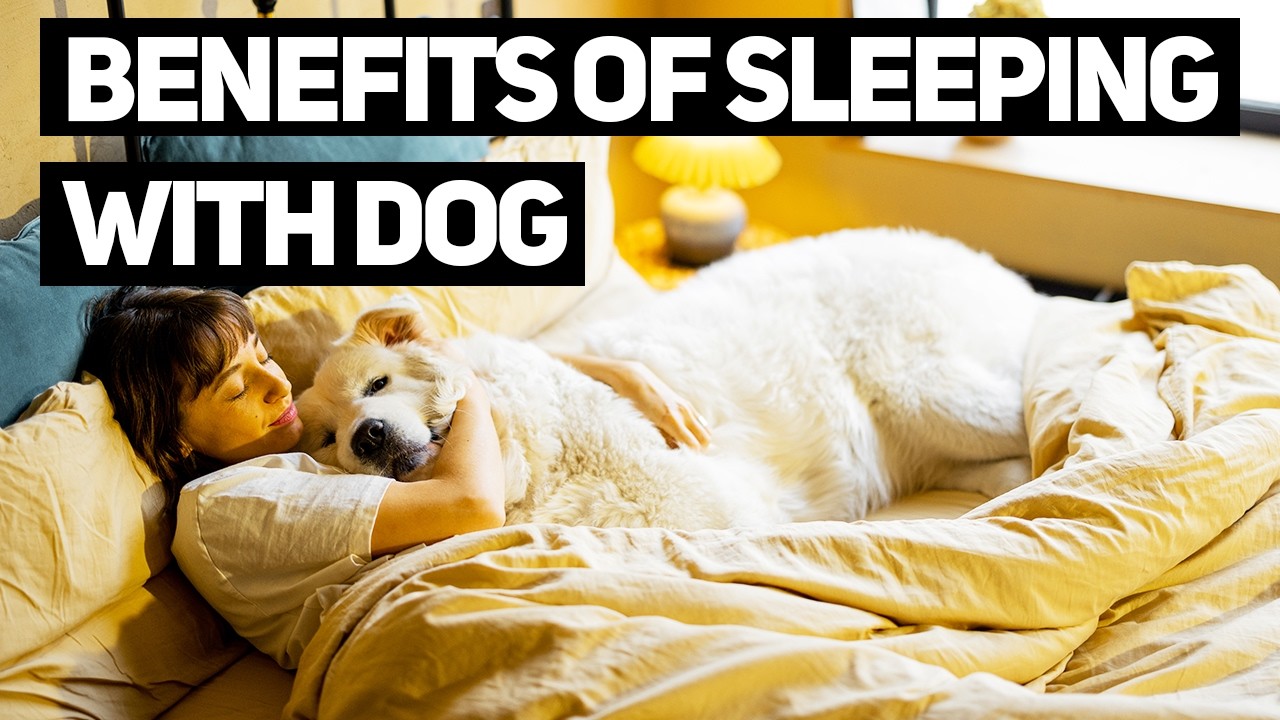 Why Does Your Dog Sleep with You? What Your Dog's Sleep Spot Reveals About Your Bond 🐶