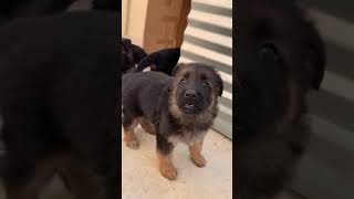 Belgian Shepherd Puppies Videos