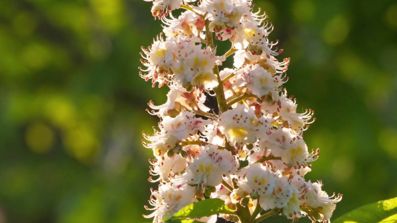 Watch La flor de Bach White Chestnut - Castaño Blanco Now La flor de Bach White Chestnut - Castaño Blanco