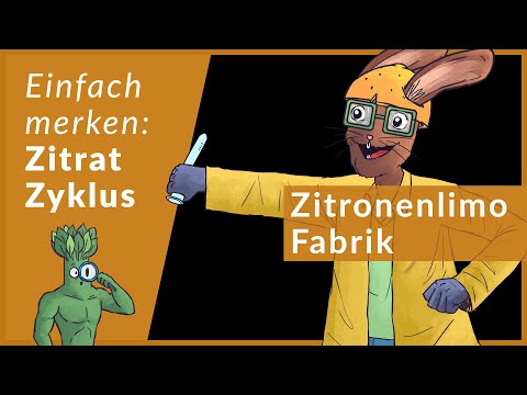 Citratzyklus schnell lernen | Eselsbrücken