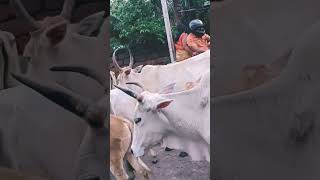 Download lagu hatare badi kandhare bahungi nei#shortvideo #viral mp3 Download lagu hatare badi kandhare bahungi nei#shortvideo #viral mp3