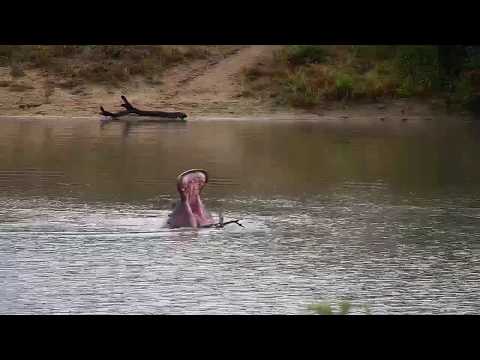 Djuma: Hippo having a play date with his stick - 09:44 - 04/15/20
