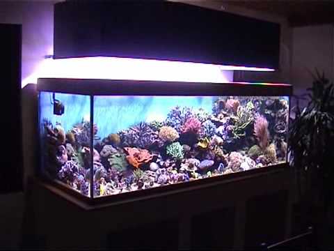 comment installer aquarium eau de mer