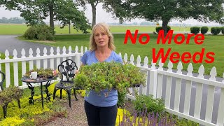 Stonecrop - Hardy Sedum Ground Cover - Succulents - NO MORE WEEDS