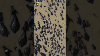 Water Buffalo Sounds (Clear Audio of Heavy Swimming Paddles and Sloshes)