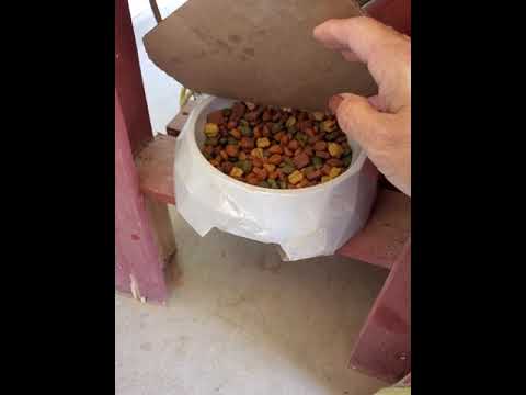 YouTube video about: How to stop birds from eating dog food?