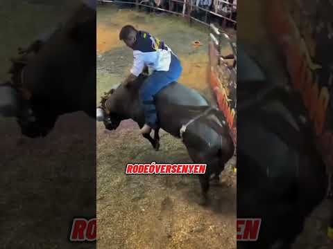 Miért adta fel a bika a harcot a lovas alatt？ #animals