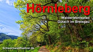 Hörnleberg - Walderlebnispfad bei Gutach im Breisgau (ELztal)