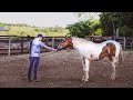 How To Tame A WILD Horse The Simplest Way First Touch To First Haltering