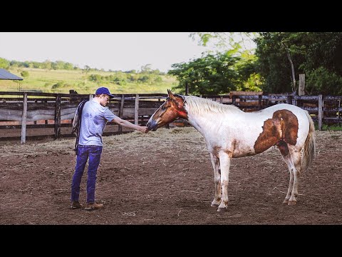 YouTube video about: How to train a wild horse?