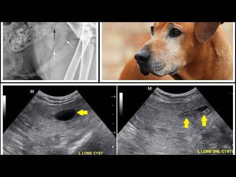 Benign Prostatic Hyperplasia in Dogs and Cats(BPH)