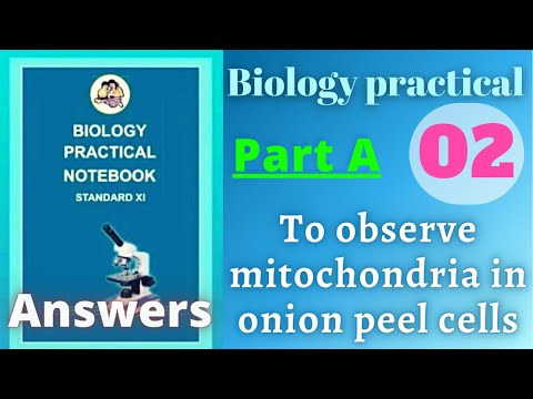 To observe mitochondria in onion peel cells Biology practical class 11 experiment 2 part a answers