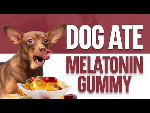 Dog Eats Melatonin