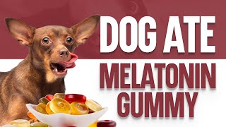 My Dog Ate A Melatonin Gummy - What Should I Do