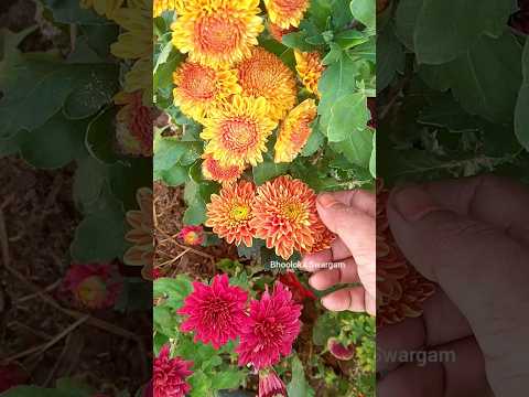 చామంతి మొక్క ఎక్కువ పుయ్యడానికి tips get flowers in chrysanthemum- chamanthi mokkalu ela penchal