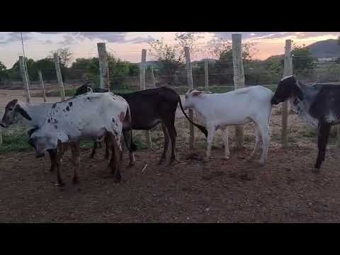FEIRA DO GADO EM BELA VISTA GRANITO-PE, DIA 09/12/2025. #nordeste 