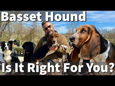 Basset Hound - Is It Right For You? Part 1
