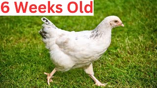 Chickens Outside for the First Time