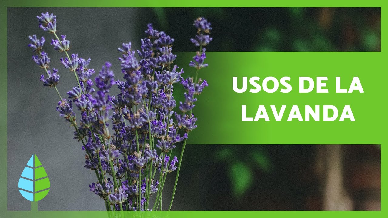 BENEFICIOS de la LAVANDA 💜 Propiedades, Cómo Tomarla y Contraindicaciones