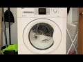 Beko Green Line WMB81242PTLM Daily Quick 40c 400rpm Full Cycle