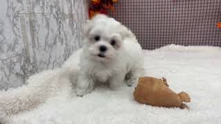 マルチーズの動画01