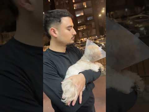 הכלבה שלי עברה ניתוח❤️‍🩹 #הולוגשלקארין #כלב #מלטיפו