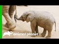 This Baby Elephant Is Learning How To Use Her Trunk The Zoo San Diego