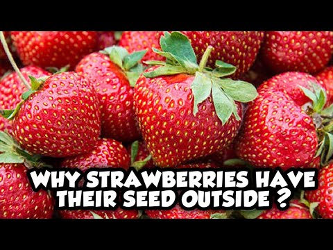 Why strawberries have their seed outside? | Explained by Yohith Jayakumar