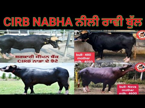Top Nili Ravi bulls of CIRB Nabha