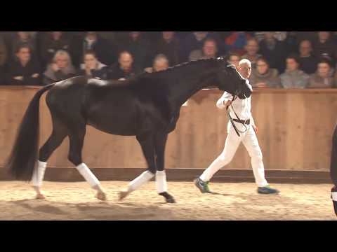 Hengstenstation van Uytert Total U.S.