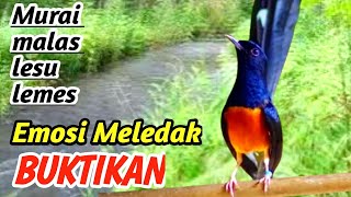 Download lagu Murai Batu Rajin Bunyi | Best Daily Masteran Audio mp3