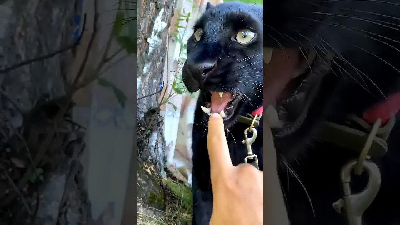 Wait for the End | Black Leopard🦁😱#viral #shorts